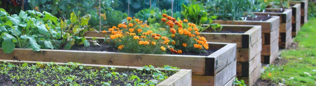 Gardening with raised beds