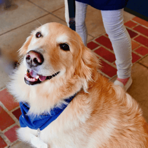 Labrador CRPS Therapy Dog