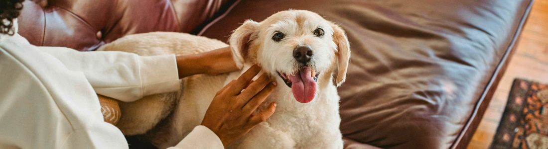 Therapy dog for CRPS