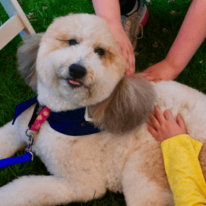 Therapy dog petted by children